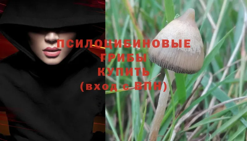 Псилоцибиновые грибы MAGIC MUSHROOMS Нелидово